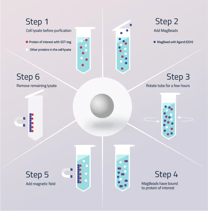 GST Tag protein purification workflow